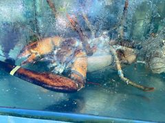 -聚鲜阁海鲜美食城(香水湾店)