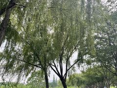 -长田漾湿地公园
