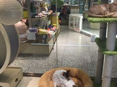 -momokira米努特·德文卷毛猫·棉花面纱犬