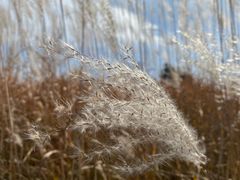 -野鸭湖国家湿地公园