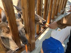 -麦当劳(北京昌金路得来速餐厅店)