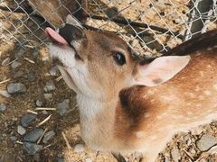 -鹿境梅花鹿生态园区