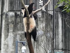 -成都大熊猫繁育研究基地