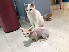 -喵的天空名猫咖啡馆·撸猫·猫舍·用品