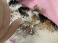 -北京观赏动物医院·24小时大型综合·猫专科·异宠专科
