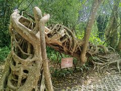 -中国科学院西双版纳热带植物园