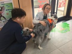-瑞派长江宠物医院·猫科·外科·24小时夜护(谊城公寓分院)