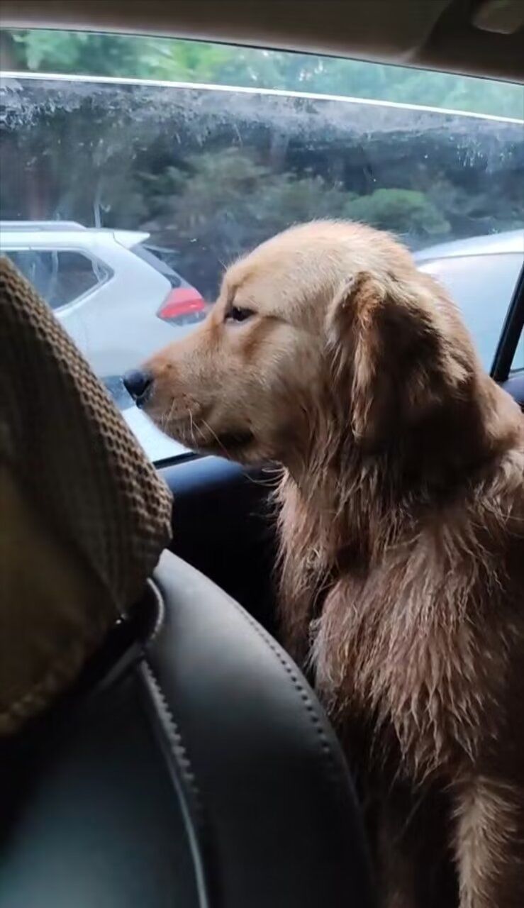 看我家金毛坐车的萌样