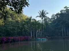 -西双版纳原始森林公园