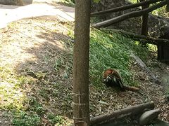 -都江堰中华大熊猫苑