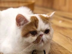 -袖虎·猫馆(体育西路店)