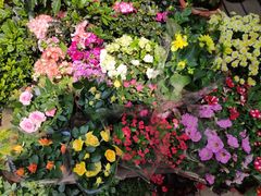 -平吉花卉市场