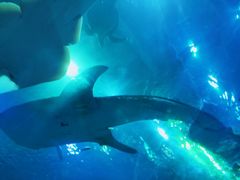 -成都浩海立方海洋公园