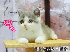 -70cat德文卷毛猫·缅因猫纯种猫舍
