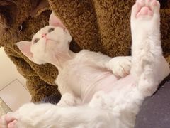 -猫腻·猫咖·撸猫馆(星光大道店)