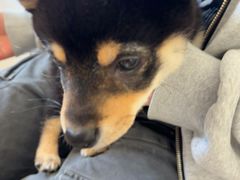 -艾贝尔宠物医院·狂犬免疫点(江山金象城店)