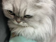-瑞派天宁宠物医院·猫科·异宠中心