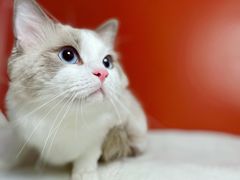 -喵五郎の猫咪酒店·专业洗护·寄养