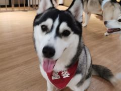 -Husky Go! 哈士奇体验馆·宠物咖啡厅狗咖