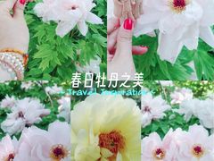 -洛阳市牡丹公园