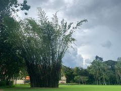 -西双版纳原始森林公园