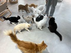 -Heymao猫咖.咖啡厅(东门店)