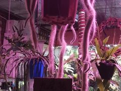 -朝来春花卉市场