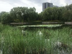 -望湖公园