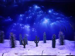 -芜湖新华联大白鲸海洋公园