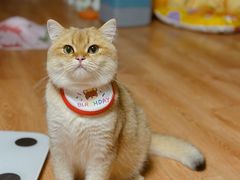 -喵zoo家庭繁育猫舍(尖东智能花园店)