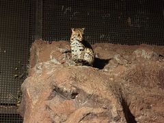 -清迈夜间动物园