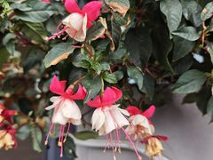 -野菌皇海景野生菌火锅(滨海大道店)