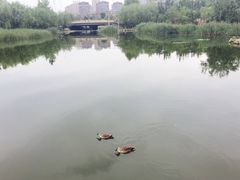 -前关湿地公园