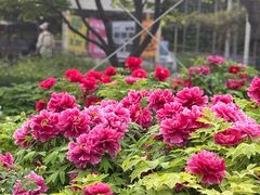 -洛阳市隋唐城遗址植物园