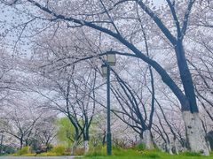 -范蠡湖公园