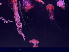 -珠海长隆海洋王国