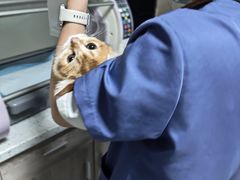 -半岛宠物医院24小时(白果林店)