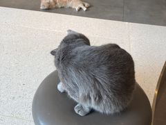 -飞行喵MR PILOT|猫舍·猫咖(静安大融城店)