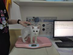 -佳怡动物医院·平价24小时·猫专科骨外科