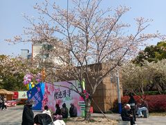 -高东镇樱花园