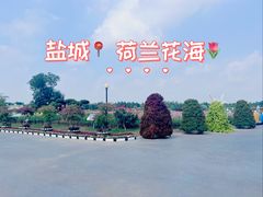 -荷兰花海