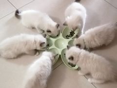-瑞派·关忠动物医院·猫专科·犬专科(三环新城店)