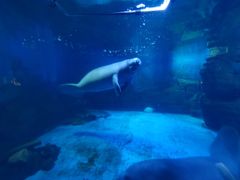 -烟台海昌鲸鲨海洋公园
