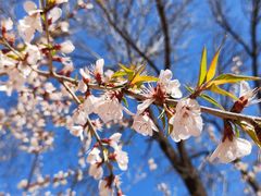 -桃花堤公园