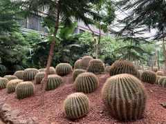 -呀路古热带植物园