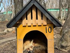 -宫城藏王狐狸村