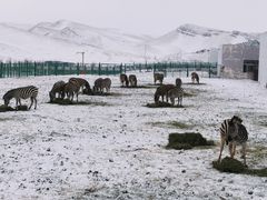 -新疆天山野生动物园