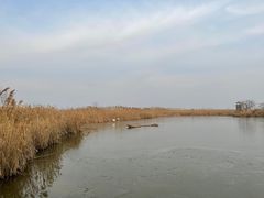 -盐城丹顶鹤湿地生态旅游区