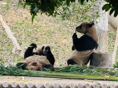 -中国大熊猫保护研究中心雅安碧峰峡基地