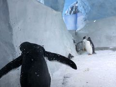 -海合安成都极地海洋公园